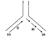 Origin of replication of DNA in E. coli is shown below, Identify the labelled parts (i), (ii), (iii) and (iv)