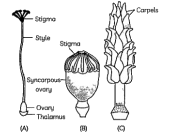 Which of the following statements are true related to (A), (B) and (C)?       (I) Flower (C) is having a multicarpellary pistil.    (II) Flower (C) is having a syncarpous pistil.    (III) Flower (B) is having a apocarpous pistil    (IV) Flower (B) is having a multicarpellary pistil.