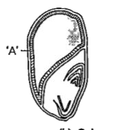 What is represented by 'A' in the following diagram:      
a) Scutellum  
b) Coleoptile  
c) Coleorrhiza  
d) Endosperm
