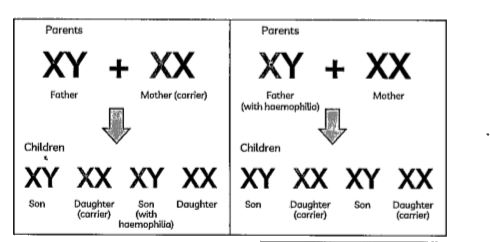 Read the following excerpt. On the basis of your reading, answer the given question:    Females rarely become haemophilic Mother of such a female has to be at least carrier and the father should be haemophilic (unviable in the later stage of life).       A heterozygous female acts as a carrier for haemophilia and may transmit the disease to ..........