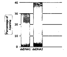 Erwin Chargaff (1950) - Chargaff analyzed the DNA of different species and determined the composition of A, T, C, and G bases in them. He then formulated 'Chargaff's Rule' which states that: