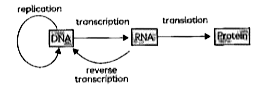 Observe the diagram given below and answer:    Which among these conforms to the function of central dogma in biology w.r.t. the flow of information: