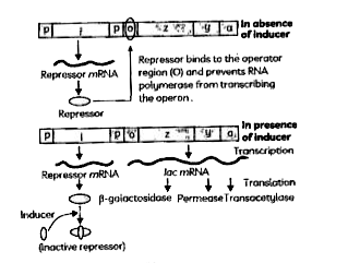 Observe the given figure and identify the incorrect statement:       (I) Regulation of lac operon by repressor is a negative regulation.     (11) In its mechanism, the repressor of the lac operon binds to its operator and prevents the expression of the concerned gene.   (III) The transcription of the lac/structural genes depends upon the operator gene.   (IV) The transcription of the lac/structur al genes depends upon the regulatory gene.