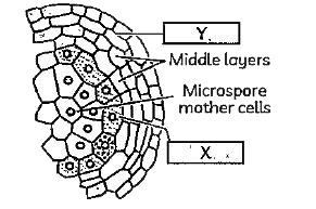 Identify X and Y in the given figure.