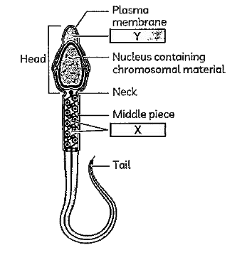 Which of the following statements are true related to X, Y?        (I) X is Mitochondria, Y is Acrosome.   (II) X is Acrosome, Y is Mitochondria.   (III) has certain enzymes in it which help the sperm in penetrating the ovum for fertilisation.   (IV)X contains Globular sperm bases