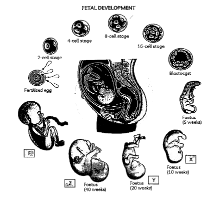 Out of X, Y, Z, F which stage will mark the completion of heart and limb development?