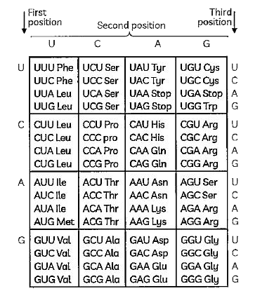 Observe the given figure and identify the incorrect statement:       (I) The genetic code is degenerate.   (II) AUG serves dual functions.   (III) The genetic code is nearly universal with not exceptions.   (IV) The genetic code is non-ambiguous and specific which means a specific codon will only code for a particular amino acid.