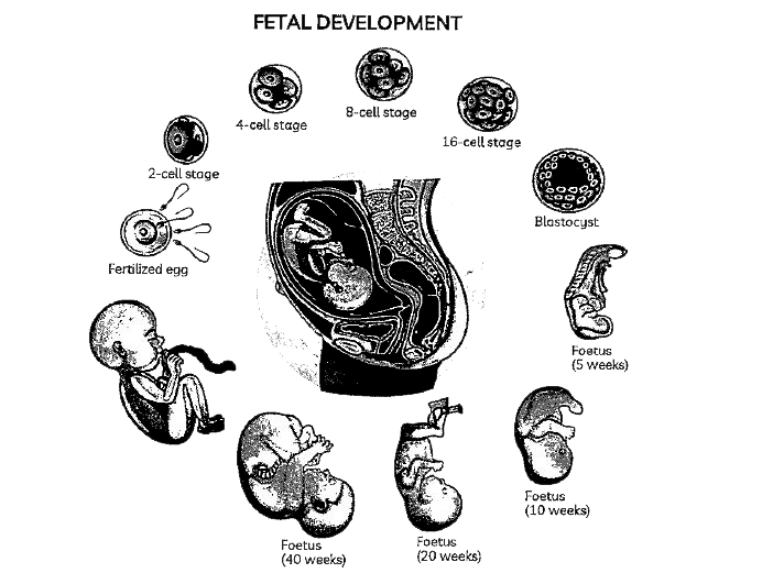 The human pregnancy   The gestation period in humans is about 9 months. Although premature deliveries do happen, but it largely sticks to this timeframe.   After a month of pregnancy, the embryo's heart is formed. As the second month ends, the foetus develops limbs and digits. By 12 weeks (first trimester) major organ systems are formed.   Movements of the foetus and appearance of hair on the head are usually observed during the 5th month. By the end of about 24 weeks (end of second trimester) the body is covered with fine hair, eyelids separate and eyelashes are formed.      Oxytocin is produced during pregnancy to:
