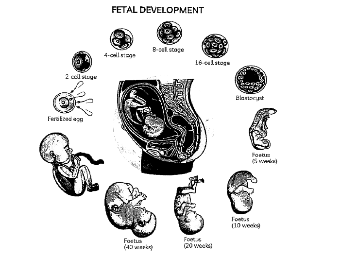 The human pregnancy   The gestation period in humans is about 9 months. Although premature deliveries do happen, but it largely sticks to this timeframe.   After a month of pregnancy, the embryo's heart is formed. As the second month ends, the foetus develops limbs and digits. By 12 weeks (first trimester) major organ systems are formed.   Movements of the foetus and appearance of hair on the head are usually observed during the 5th month. By the end of about 24 weeks (end of second trimester) the body is covered with fine hair, eyelids separate and eyelashes are formed.      Placenta directly or indirectly produces following hormones