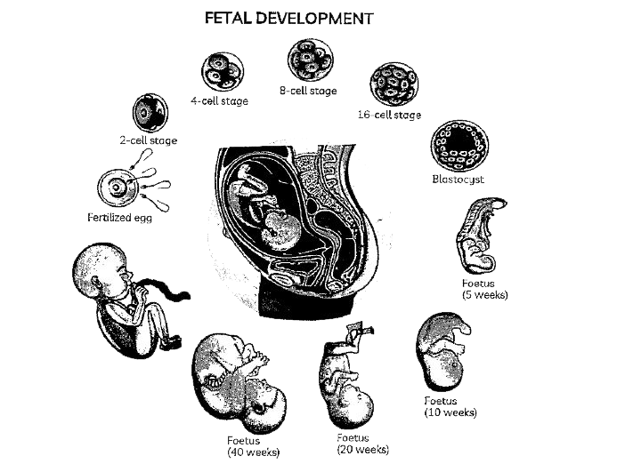 The human pregnancy   The gestation period in humans is about 9 months. Although premature deliveries do happen, but it largely sticks to this timeframe.   After a month of pregnancy, the embryo's heart is formed. As the second month ends, the foetus develops limbs and digits. By 12 weeks (first trimester) major organ systems are formed.   Movements of the foetus and appearance of hair on the head are usually observed during the 5th month. By the end of about 24 weeks (end of second trimester) the body is covered with fine hair, eyelids separate and eyelashes are formed.      Colostrum: