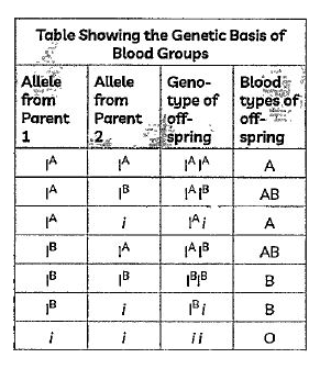 Observe the diagram given below and answer the question that follows:      The pattern of inheritance of blood group in humans shows which of the following phenomena?
