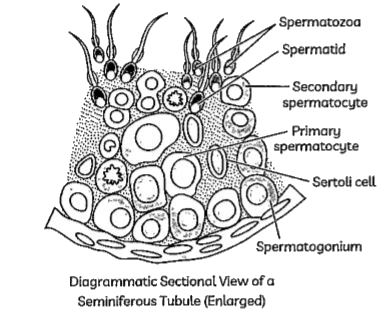 Observe the given figure and answer :      In Differentiation phase sperm heads become embedded in the :