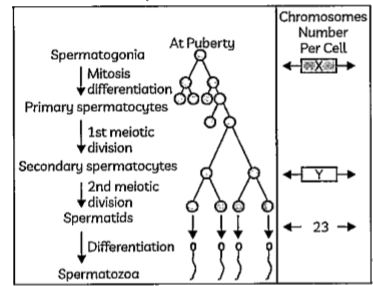 Observe the diagram given below and answer the question that follows:      What would be the chromosomal number per cell at X and Y?