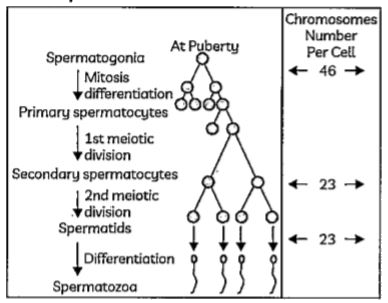 ocr_image