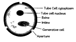 Observe the given figiure. lntine is made up of.