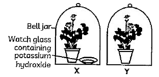 Case : The Figure shown below represents an activity to prove the requirements for photosynthesis. During this activity, two healthy potted plants were kept in the dark for 72 hours. After 72 hours, KOH is kept in the watch glass in setup X and 'not in setup Y. Both these setups are air tight and have been kept in light for 6 hours. Then, lodine Test is performed with one leaf from each of the two plants X and Y.      This experimental set up is used to prove essentiality of which of the following requirements of photosynthesis?