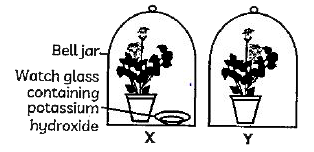 Case : The Figure shown below represents an activity to prove the requirements for photosynthesis. During this activity, two healthy potted plants were kept in the dark for 72 hours. After 72 hours, KOH is kept in the watch glass in setup X and 'not in setup Y. Both these setups are air tight and have been kept in light for 6 hours. Then, lodine Test is performed with one leaf from each of the two plants X and Y.      Which of the following statements shows the correct results of lodine Test performed on the leaf from plant X and Y respectively?