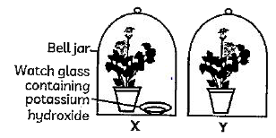 Case : The Figure shown below represents an activity to prove the requirements for photosynthesis. During this activity, two healthy potted plants were kept in the dark for 72 hours. After 72 hours, KOH is kept in the watch glass in setup X and 'not in setup Y. Both these setups are air tight and have been kept in light for 6 hours. Then, lodine Test is performed with one leaf from each of the two plants X and Y.      Which of the following steps can be followed for making the apparatus air tight?   (I) placing the plants on glass plate  (II) using a suction pump.   (III) applying aseline to seal the bottom of jar.   (IV) creating vacuum