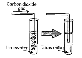 Case 1 : Apoorna took a lime solution and passed a gas 'X' through it .The solution becomes turgid . This solution was then divided into two parts In the first part ,more of gas 'X' was passed .While in the second part concentrated sulphuric acid was added . A white precipitate was fromed in second part       The gas mentioned in above passage is :