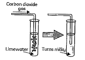 Case 1 : Apoorna took a lime solution and passed a gas 'X' through it .The solution becomes turgid . This solution was then divided into two parts In the first part ,more of gas 'X' was passed .While in the second part concentrated sulphuric acid was added . A white precipitate was fromed in second part       Lime water and chlorine reacts to form :