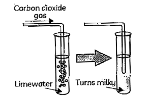 Case 1 : Apoorna took a lime solution and passed a gas 'X' through it .The solution becomes turgid . This solution was then divided into two parts In the first part ,more of gas 'X' was passed .While in the second part concentrated sulphuric acid was added . A white precipitate was fromed in second part       Lime water turns milky  in the reaction due to the :