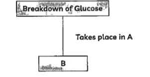 The figure below shows the first stepin the breakdown of glucose       Identify A and B and select the correct combination from the table below