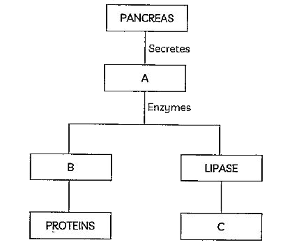 The figure given below shows the role of pancreas in digestion of food.      Identify A, B and C and select the correct combination from the table below: