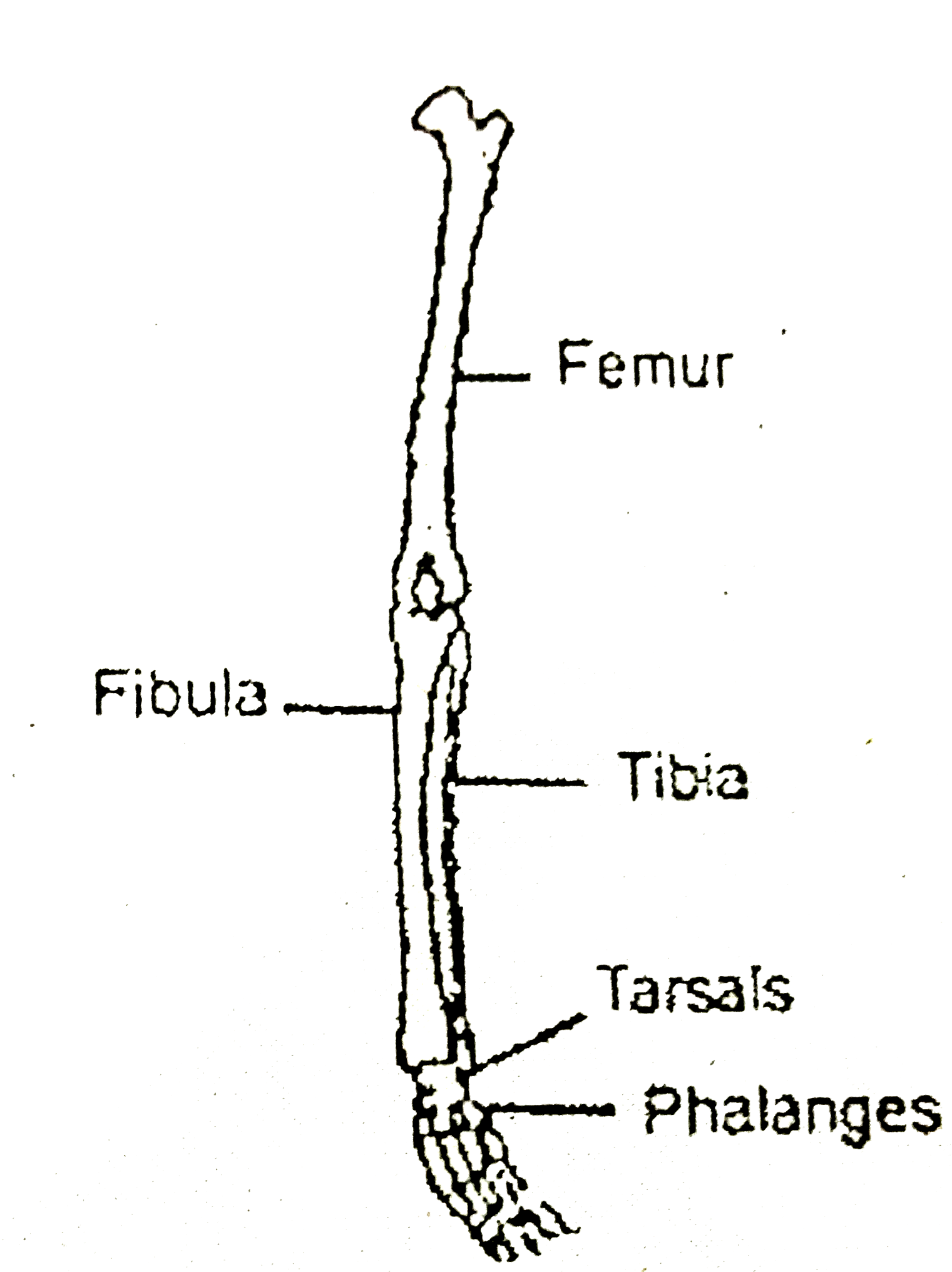 Given diagram shows bone of the left human hindlimb as seen from front. It has certain mistakes in labeling. Two of the wrongly labelled bones are: