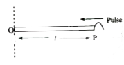 A metallic rod of length l, linear mass density W rotates about one of it's end 'O' in a smooth horizontal plane with an angular velocity w about an end axis which is perpendicular to plane of rotation shown in figure. A transverse pulse generated at the free end P to reach the axis of rotation. (neglect the gravitational effect)