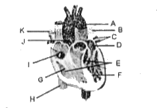 In diagram of the vertical section of human heart given here, certain parts have been indicated by alphabets. Choose the answer in which these alphabets have been correctly matched with the parts they indicate