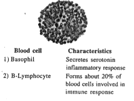 The figure shows a human a human blood cell. Identify it and give its characteristics