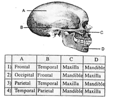 Examine the given diagrammatic view of human skull given below and identify the skull bones labelled from A-D.