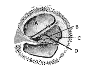 Given below is a diagrammatic cross section of a single loop of human cochlea :      Which one of the following options correctly represents the names of three different parts?