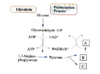 Choose the correct combination of labelling the molecules involved in the pathway of anaerobic respiration in yeast.