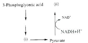 Identify the product marked by i) & ii) in the following pathway