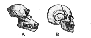 The diagram given here shows the skulls of two different mammals.      Which of the following accurately describes the differences between these skulls?