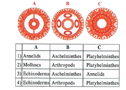 The figures given below  show the tyes of  coelom . Identify them select the correct  group of organisms which posses them .