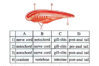 The diagram of a generalised chordate is given below . Select the option that correctly identifies the structures labeled A,B,C and D