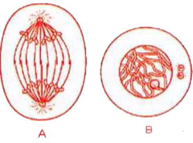 Which stages of cell division do the following  figure (A) and (B) represent respectively