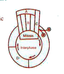Given below is a schematic break-up of the phases/stages of cell cycle. Which one of the following is the correct indication of the stage/phase in the cell cycle?