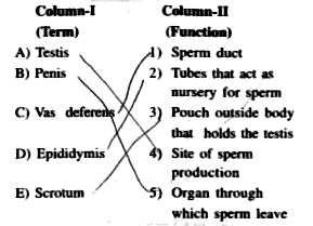 Match the terms column-I with their functions in column-II and select the correct option