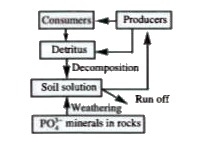Study the given flow chart and select the correct statements regarding this.      (i) It represents phosphorus cycling in aterrestrial ecosystem    (ii) It represents phosphorus cycling in an aquatic ecosystem   (iii) Natural reservoir of phosphorus is phosphate rocks   (iv) There is no respiratory release of phosphorus into atmosphere.   (v) Gaseous exchange of phosphorus between ogramisms and environment occurs to a considerable extent.