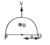 Find the emf across the points P and Q which  are diametrically opposite points of a semicircular closed loop in a magnetic of each branch.