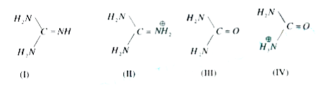 Guanidine (I) and its conjugate acid (II) are given below along with urea(III) and its conjugate base (IV)      Basic properties of I & II compounds are mainly influenced by resonance and the acidity of the bases depends upon lone pair of electrons.   Urea is mono basic because