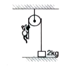 The pulley shown in the diagram is frictionless. A cat of mass 1 kg moves up on the massless string  so as to just lift a block of mass 2 kg. After some time, the cat stops moving with respect to the string. The magnitude of the change in the cat's acceleration is: