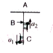 Two insects each of mass m moves with accelerations a1 = a2 = g//2  relative to the light inextensible string as shown in the figure. The ratio of tensions in the portions AB and BC of the string is :