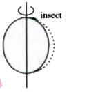 A solid sphere is rotating about an axis as shown in the figure. An insect follows the dotted path on the circumference of sphere as shown. Match the following.   {:(