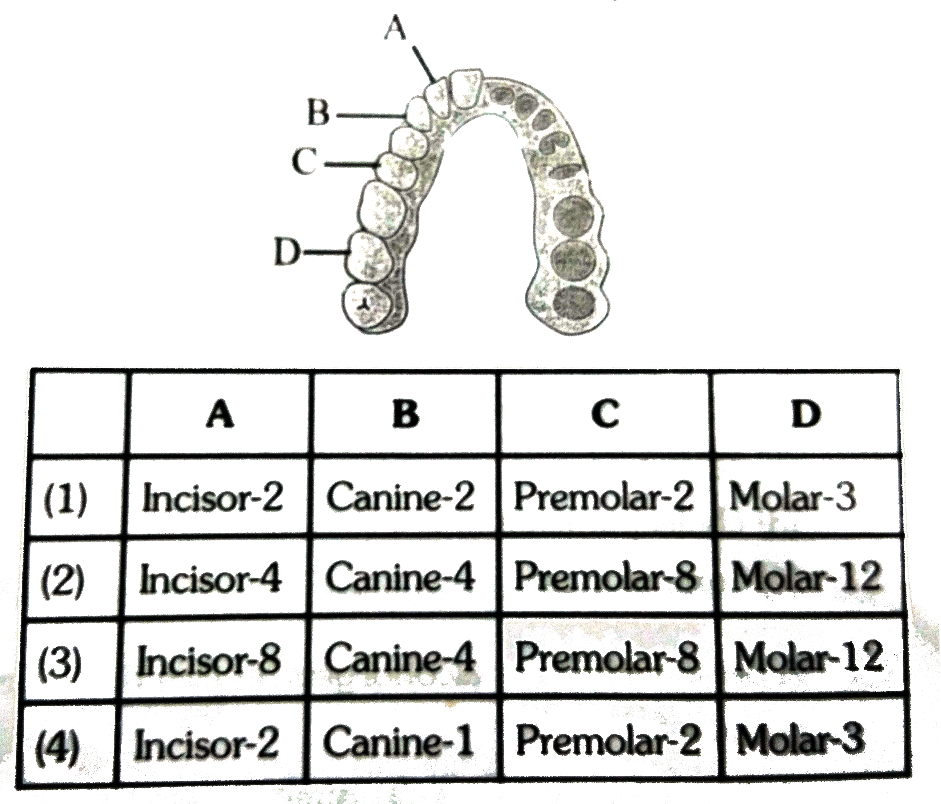 Identify A,B,C and D and choose correct option regardin their nmber in complete jaw :-