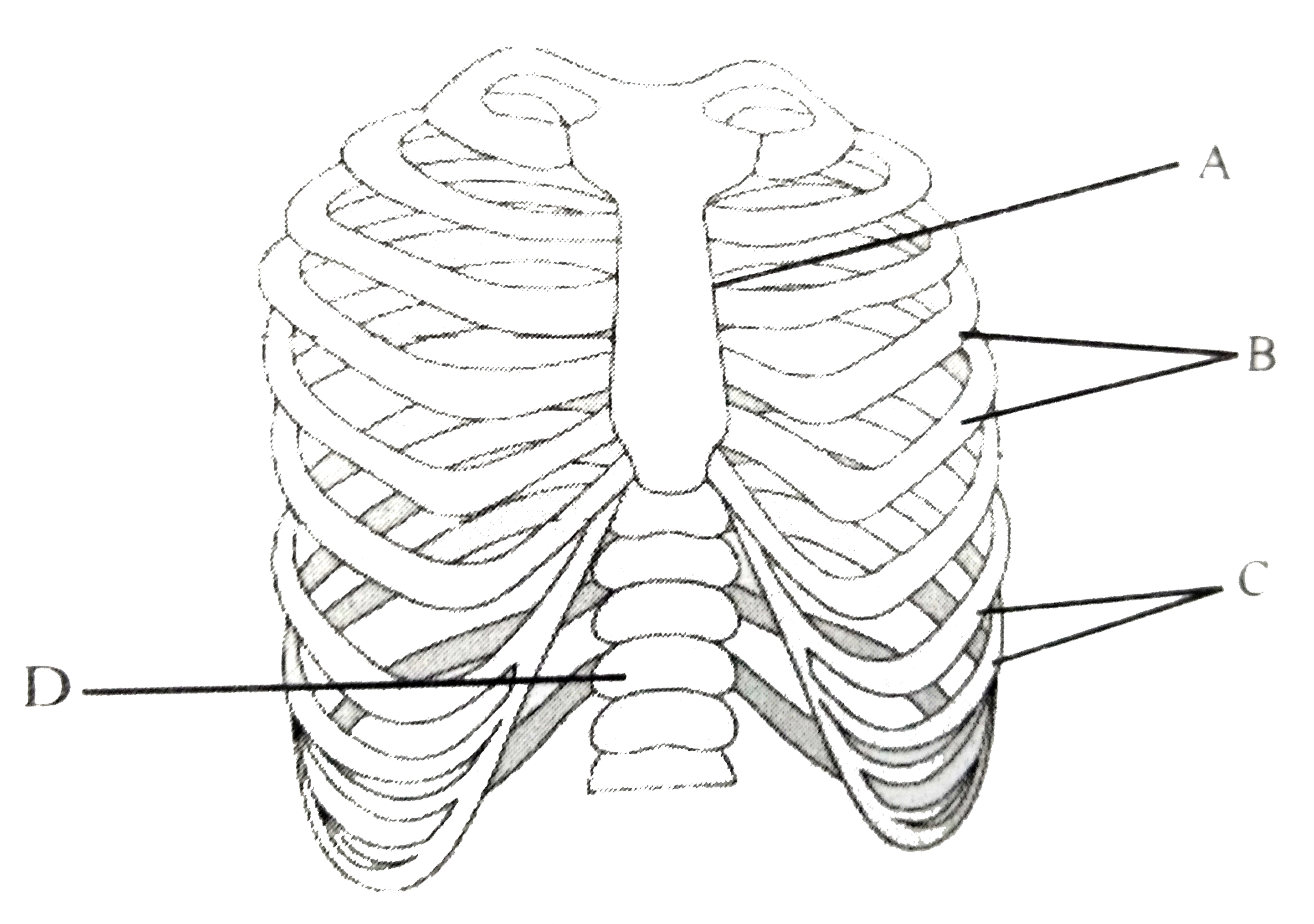The figure shows ribs and rib cage labelled with A,B,C and D. select the option which gives correct identification :-