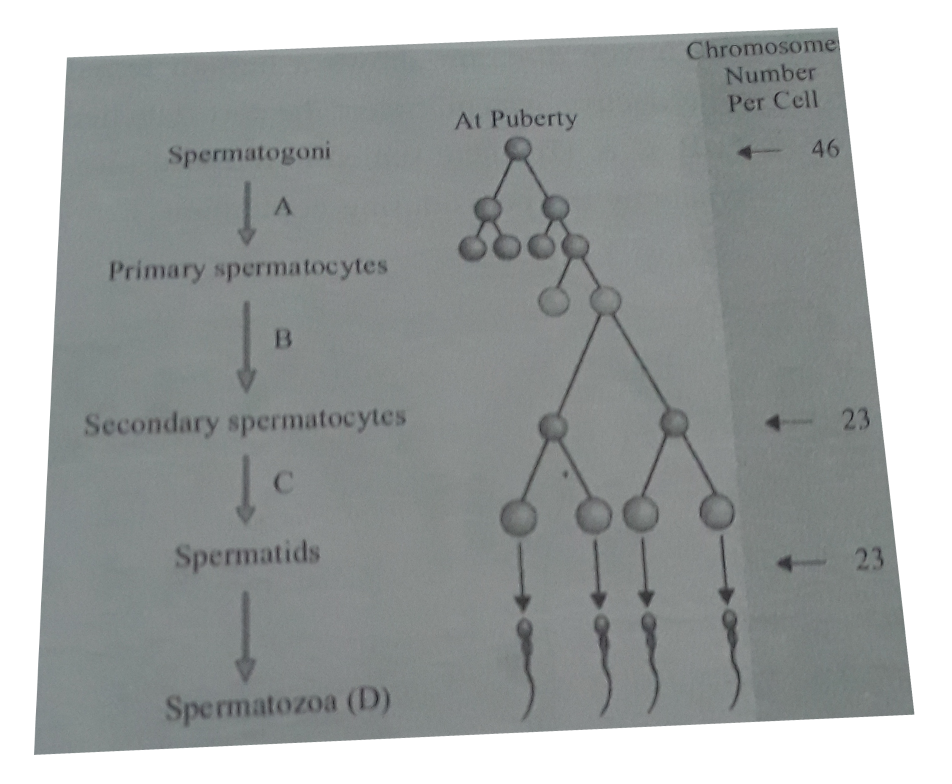 The figure given below shows a flowchart on spermatogenesis. Identify the correct label marked  as A,B, C and D.